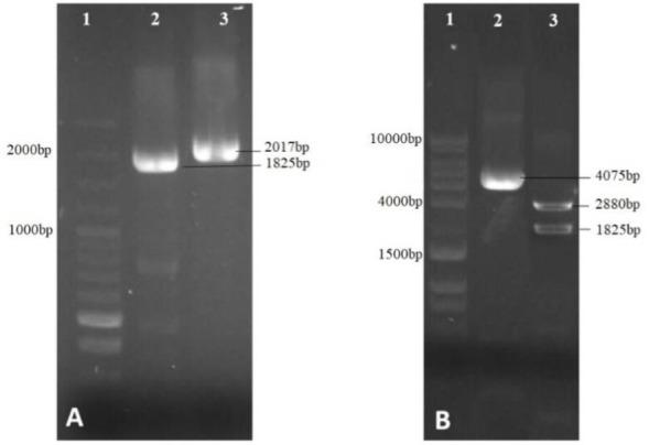 https://cdn.ncbi.nlm.nih.gov/pmc/blobs/7a38/6511583/4b4d7bc21ed7/IJPA-14-78-g005.jpg
