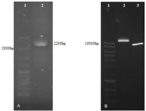 https://cdn.ncbi.nlm.nih.gov/pmc/blobs/7a38/6511583/e22dbc3cc62c/IJPA-14-78-g006.jpg