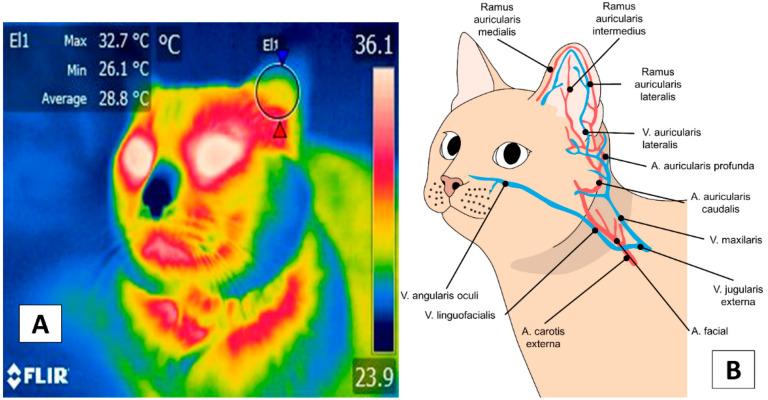 https://cdn.ncbi.nlm.nih.gov/pmc/blobs/7a3e/8944468/26886f6fe684/animals-12-00789-g002.jpg