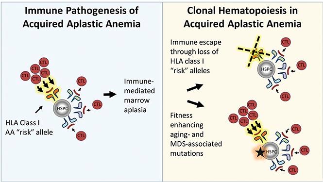 https://cdn.ncbi.nlm.nih.gov/pmc/blobs/7a44/5728149/63cb3c25d993/advances010918absf1.jpg