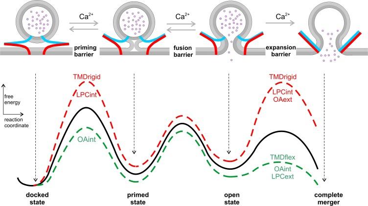 https://cdn.ncbi.nlm.nih.gov/pmc/blobs/7a44/7239655/92ca97dd878b/elife-55152-fig8.jpg