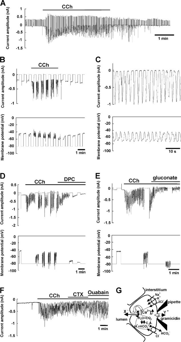 https://cdn.ncbi.nlm.nih.gov/pmc/blobs/7a48/2229610/ee41f2a3075c/200308948f1.jpg