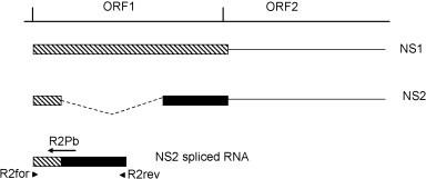 https://cdn.ncbi.nlm.nih.gov/pmc/blobs/7a48/7112852/25dae57ecf24/gr1.jpg