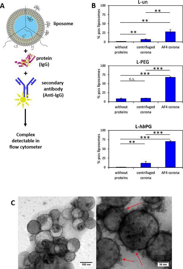 https://cdn.ncbi.nlm.nih.gov/pmc/blobs/7a49/6750830/0457bb69056b/bm9b00539_0005.jpg