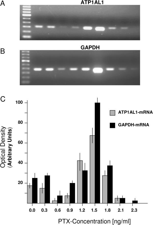 https://cdn.ncbi.nlm.nih.gov/pmc/blobs/7a4a/3585753/6c378a844cc7/1476-4598-12-12-4.jpg