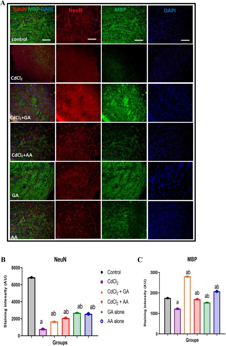 https://cdn.ncbi.nlm.nih.gov/pmc/blobs/7a4a/9402671/039613492eab/41598_2022_18432_Fig8_HTML.jpg
