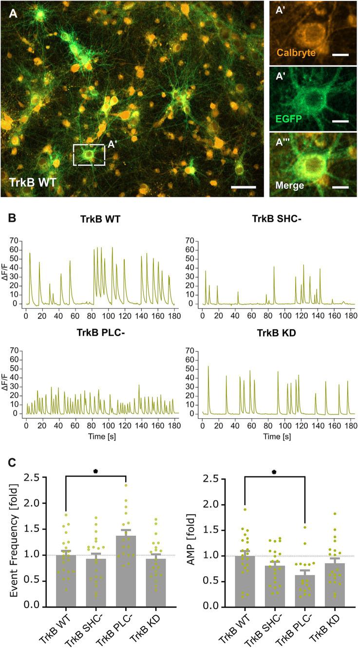 https://cdn.ncbi.nlm.nih.gov/pmc/blobs/7a4b/11556255/4eec388b9f81/fnmol-17-1480820-g003.jpg