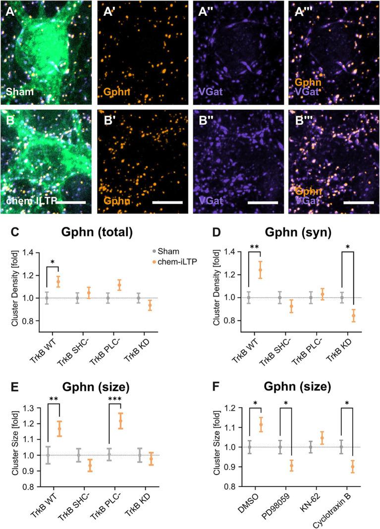 https://cdn.ncbi.nlm.nih.gov/pmc/blobs/7a4b/11556255/a9699bfdd8a7/fnmol-17-1480820-g004.jpg