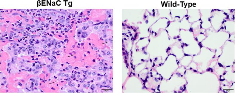 https://cdn.ncbi.nlm.nih.gov/pmc/blobs/7a50/7819174/622487557466/12865_2021_397_Fig1_HTML.jpg