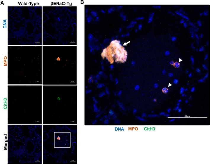 https://cdn.ncbi.nlm.nih.gov/pmc/blobs/7a50/7819174/f69847d2c804/12865_2021_397_Fig5_HTML.jpg