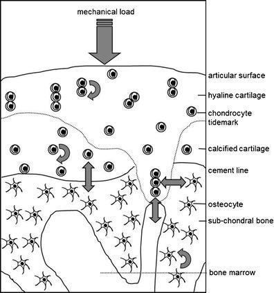 https://cdn.ncbi.nlm.nih.gov/pmc/blobs/7a52/3933767/db2c830067e2/11914_2014_192_Fig1_HTML.jpg