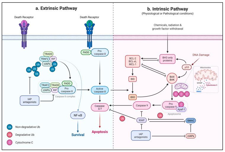 https://cdn.ncbi.nlm.nih.gov/pmc/blobs/7a53/8618802/d9d3a0984f02/ijms-22-12466-g004.jpg