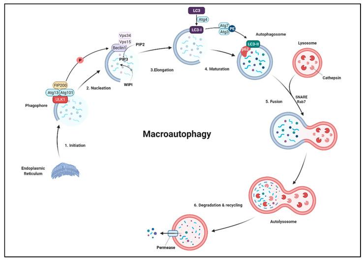 https://cdn.ncbi.nlm.nih.gov/pmc/blobs/7a53/8618802/fa3dec5c6350/ijms-22-12466-g006.jpg