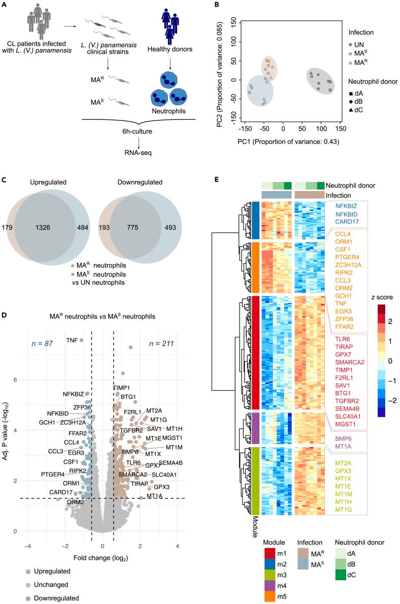 https://cdn.ncbi.nlm.nih.gov/pmc/blobs/7a54/11070714/c64e5d0eaa8d/gr1.jpg