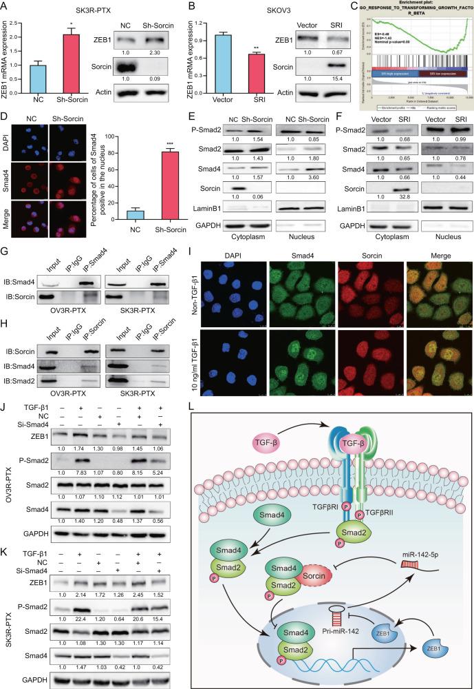 https://cdn.ncbi.nlm.nih.gov/pmc/blobs/7a54/8321900/a29bb7413a9a/41388_2021_1891_Fig7_HTML.jpg