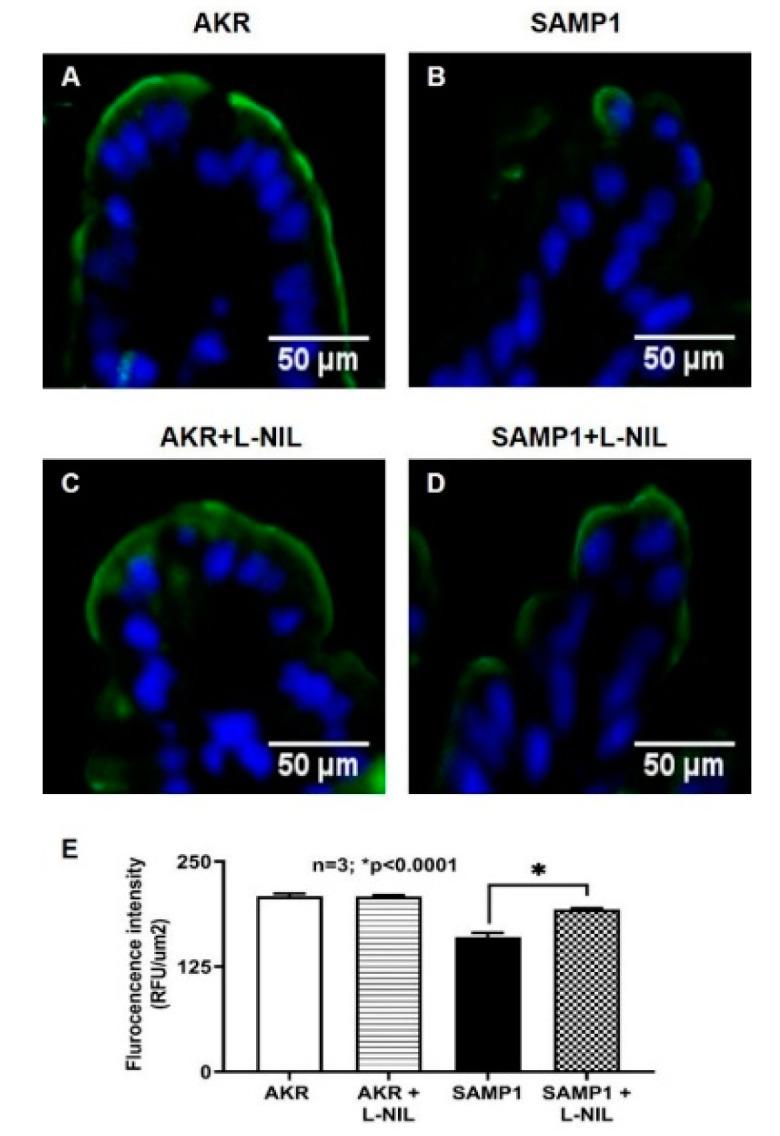 https://cdn.ncbi.nlm.nih.gov/pmc/blobs/7a55/7600670/25a20d6b4d79/nutrients-12-03116-g010.jpg