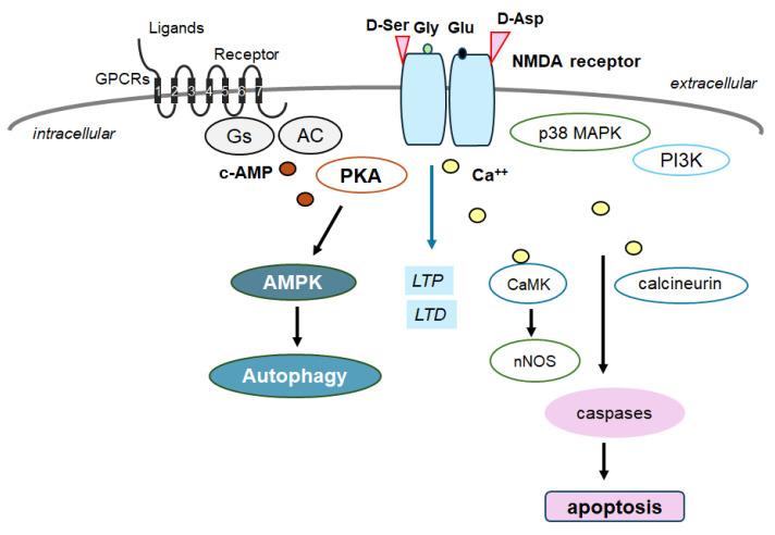 https://cdn.ncbi.nlm.nih.gov/pmc/blobs/7a56/11357136/4c51980e5ba0/molecules-29-03922-g003.jpg