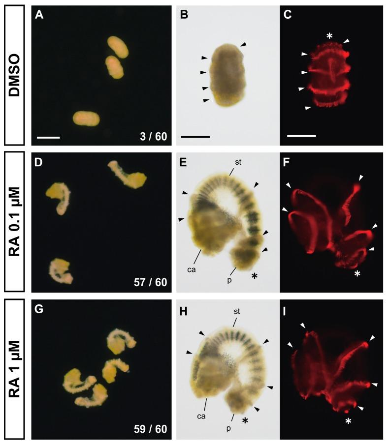 https://cdn.ncbi.nlm.nih.gov/pmc/blobs/7a56/7023313/37b7f2549801/biomolecules-10-00037-g003.jpg