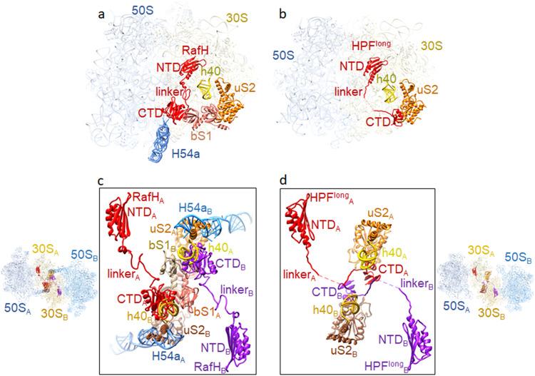 https://cdn.ncbi.nlm.nih.gov/pmc/blobs/7a59/10799931/a939c393eefa/41467_2024_44879_Fig6_HTML.jpg
