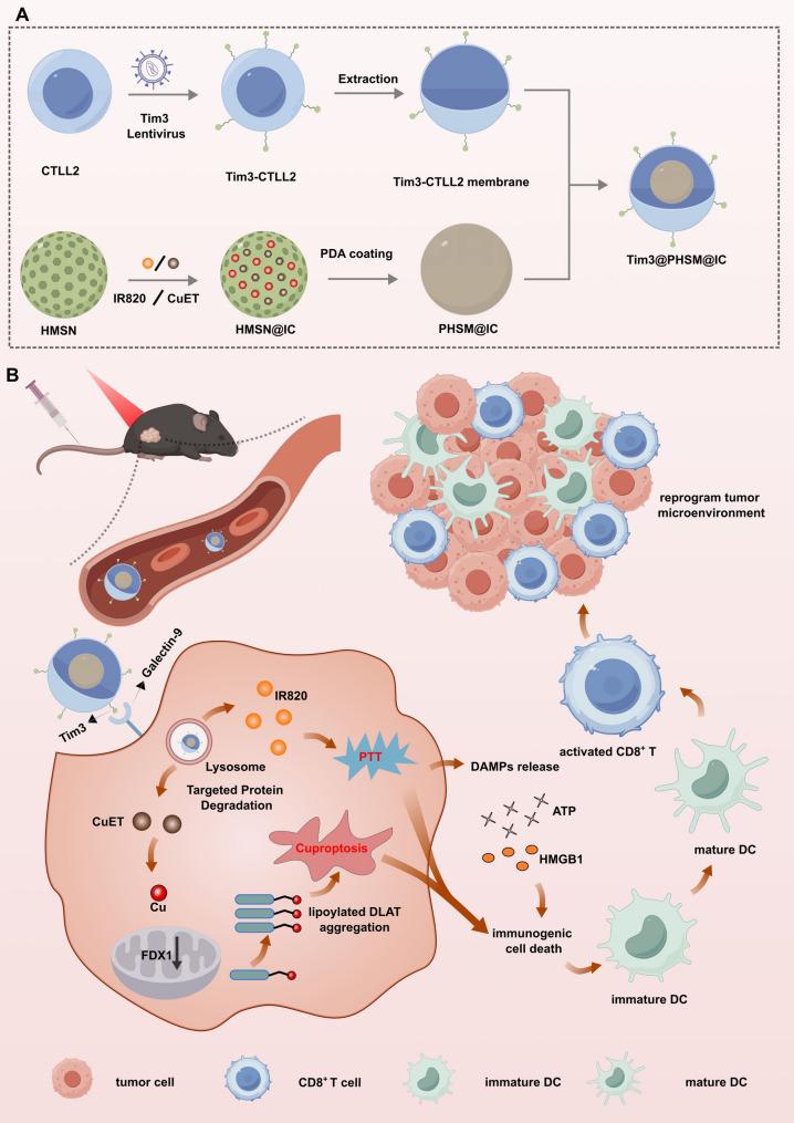 https://cdn.ncbi.nlm.nih.gov/pmc/blobs/7a59/12144687/2844b51e7e1f/12951_2025_3511_Fig11_HTML.jpg