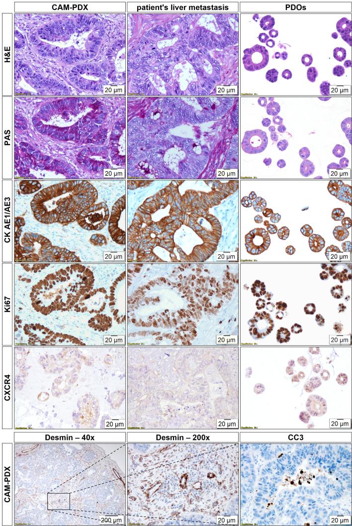 https://cdn.ncbi.nlm.nih.gov/pmc/blobs/7a5e/11436503/0d5404e1b296/13550_2024_1151_Fig3_HTML.jpg