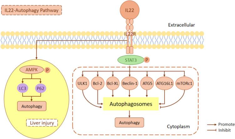 https://cdn.ncbi.nlm.nih.gov/pmc/blobs/7a5f/12137425/5f6d108ed150/10238_2025_1695_Fig2_HTML.jpg