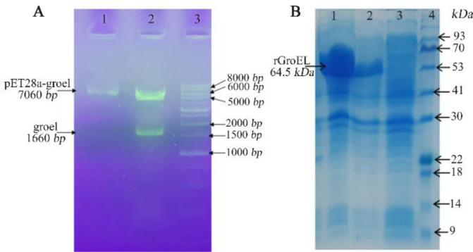 https://cdn.ncbi.nlm.nih.gov/pmc/blobs/7a60/9706248/e3b03f4dd2ef/AJMB-14-294-g001.jpg