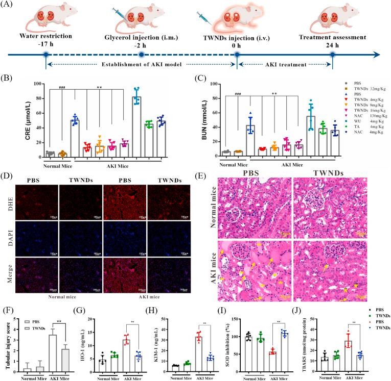 https://cdn.ncbi.nlm.nih.gov/pmc/blobs/7a62/9483742/8867ceb04f31/gr3.jpg