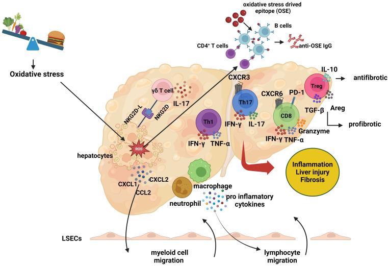https://cdn.ncbi.nlm.nih.gov/pmc/blobs/7a66/11324455/5272502acdbc/fimmu-15-1445634-g003.jpg
