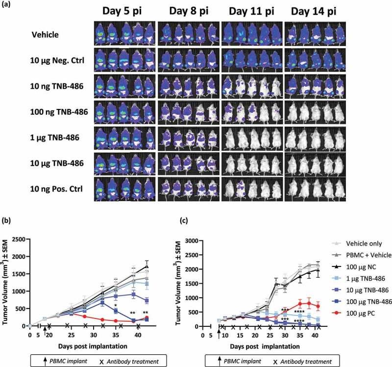 https://cdn.ncbi.nlm.nih.gov/pmc/blobs/7a66/8023237/1c9c2a2395f9/KMAB_A_1890411_F0006_OC.jpg