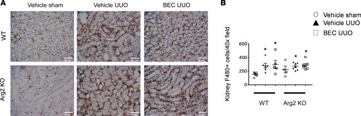 https://cdn.ncbi.nlm.nih.gov/pmc/blobs/7a6a/7566719/021db0560af1/jciinsight-5-142187-g160.jpg