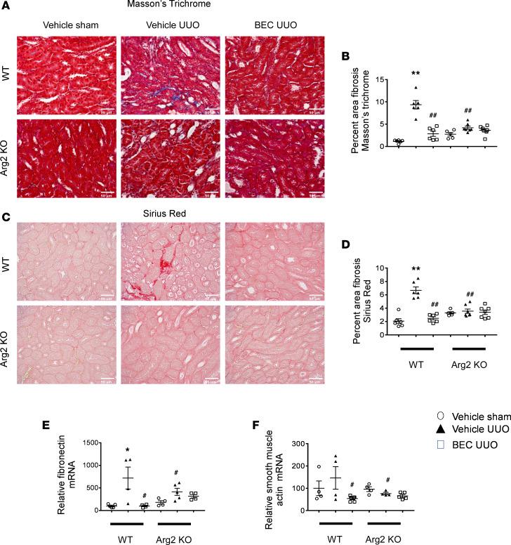 https://cdn.ncbi.nlm.nih.gov/pmc/blobs/7a6a/7566719/a84d45395b14/jciinsight-5-142187-g159.jpg