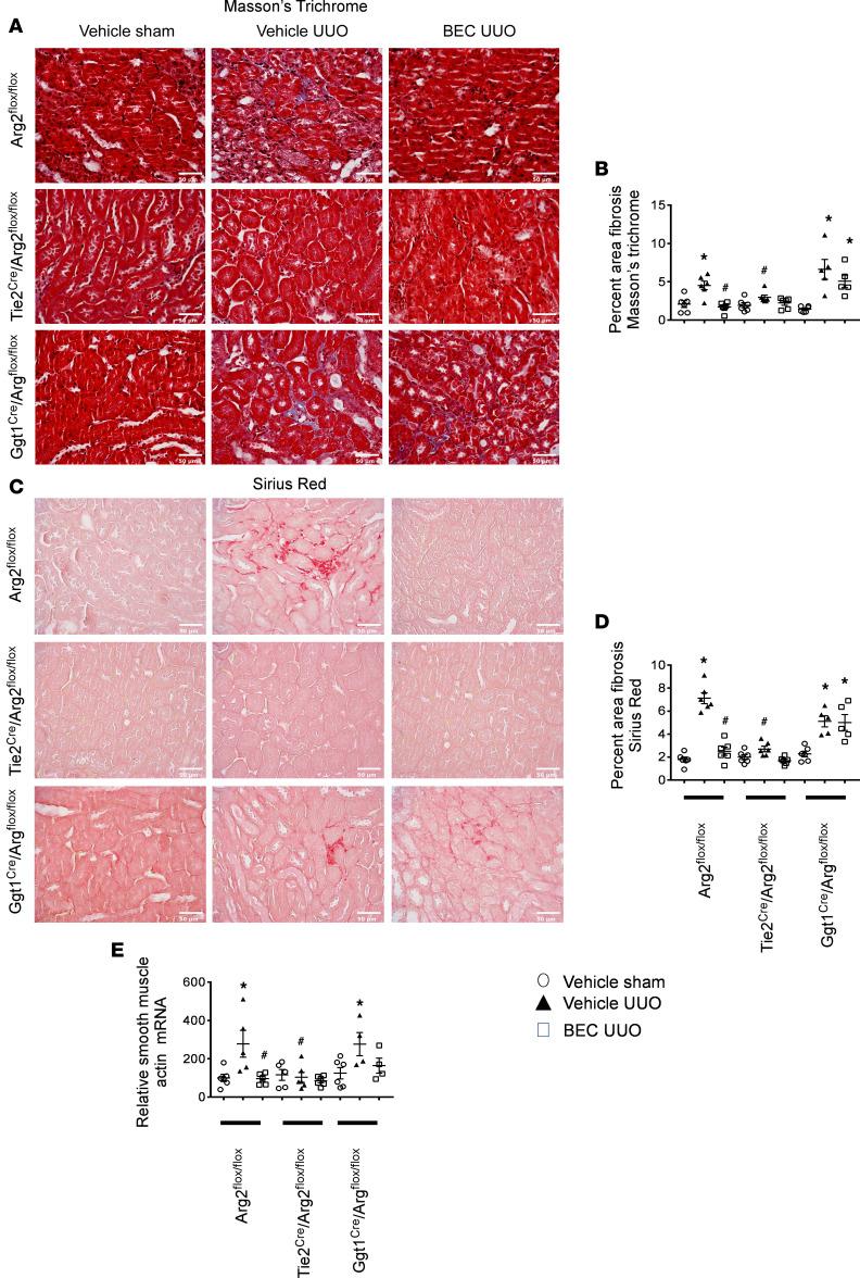https://cdn.ncbi.nlm.nih.gov/pmc/blobs/7a6a/7566719/dddfdcddb7e5/jciinsight-5-142187-g161.jpg