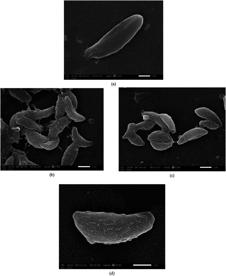 https://cdn.ncbi.nlm.nih.gov/pmc/blobs/7a6c/11786825/aea97443cf30/gr6.jpg