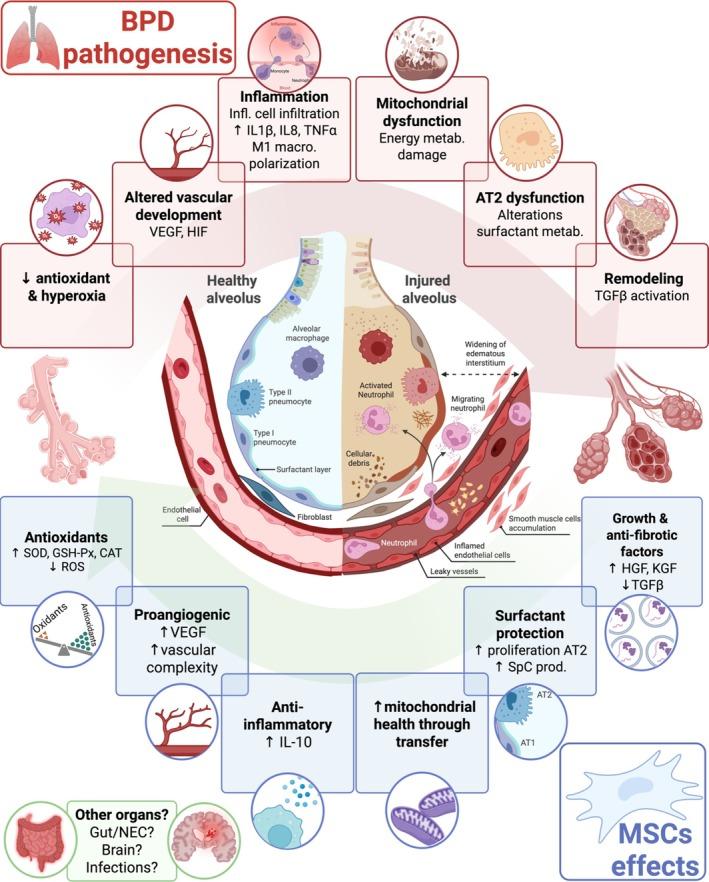 https://cdn.ncbi.nlm.nih.gov/pmc/blobs/7a6f/12377523/ffec89886d14/CPH4-15-e70038-g004.jpg