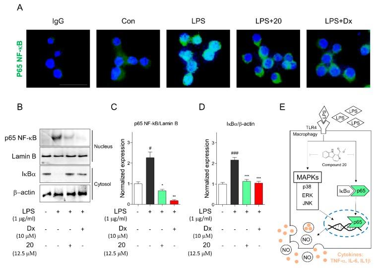 https://cdn.ncbi.nlm.nih.gov/pmc/blobs/7a72/6891712/bb4b0bf68292/molecules-24-04042-g006.jpg