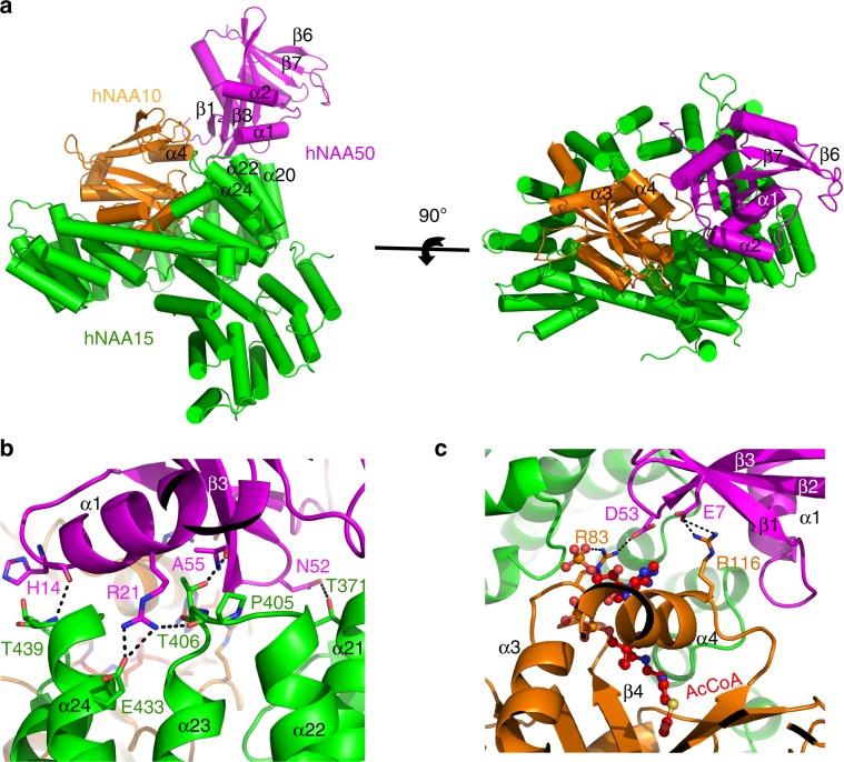 https://cdn.ncbi.nlm.nih.gov/pmc/blobs/7a73/7010799/4e976db564f1/41467_2020_14584_Fig4_HTML.jpg
