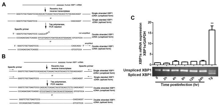 https://cdn.ncbi.nlm.nih.gov/pmc/blobs/7a75/5618002/26225743c0b4/viruses-09-00235-g002a.jpg