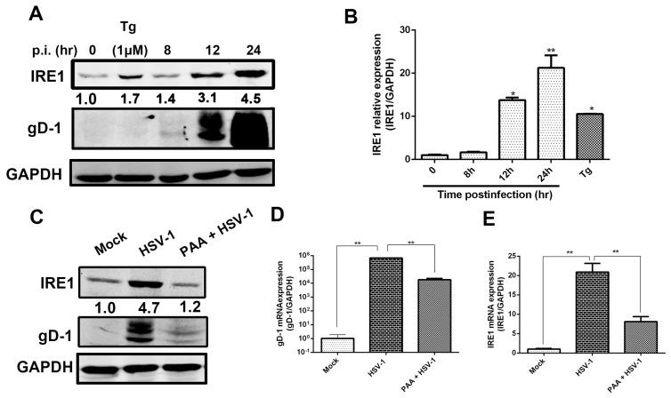 https://cdn.ncbi.nlm.nih.gov/pmc/blobs/7a75/5618002/bc58e572e690/viruses-09-00235-g001.jpg
