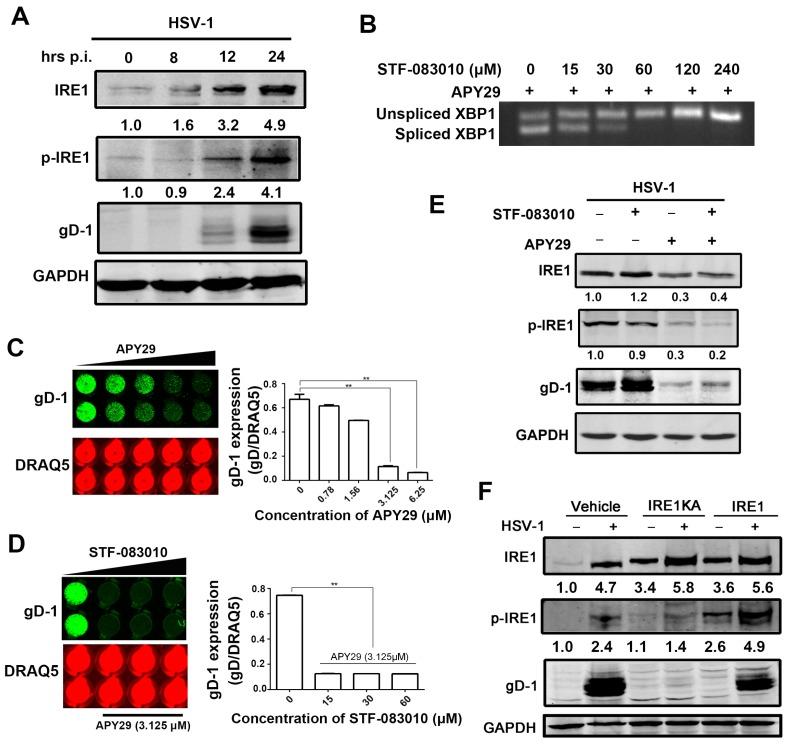 https://cdn.ncbi.nlm.nih.gov/pmc/blobs/7a75/5618002/d21e97ed6ee9/viruses-09-00235-g003.jpg
