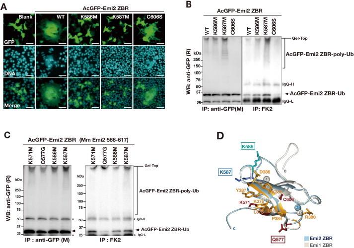 https://cdn.ncbi.nlm.nih.gov/pmc/blobs/7a76/4141206/078b7b12d9d1/fx6.jpg