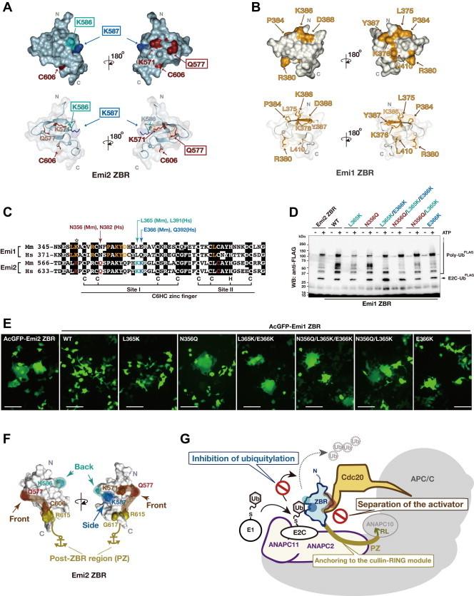 https://cdn.ncbi.nlm.nih.gov/pmc/blobs/7a76/4141206/6ba077416da5/gr7.jpg