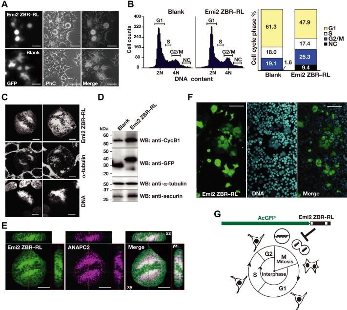 https://cdn.ncbi.nlm.nih.gov/pmc/blobs/7a76/4141206/a460659949a4/gr1.jpg