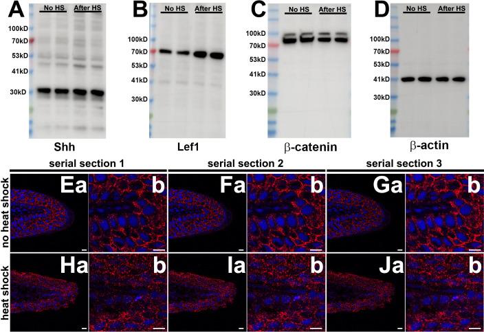 https://cdn.ncbi.nlm.nih.gov/pmc/blobs/7a77/8110307/1aab1a6f484e/elife-60691-fig1-figsupp2.jpg