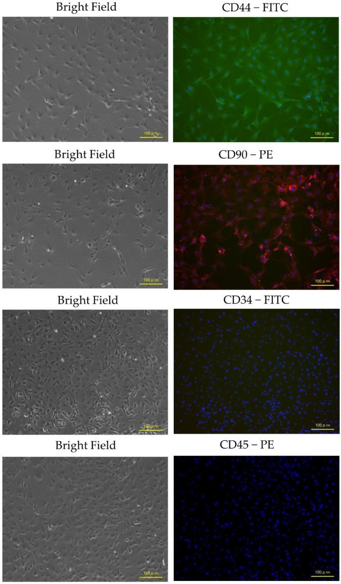 https://cdn.ncbi.nlm.nih.gov/pmc/blobs/7a7b/10886144/a2756dd916b4/biology-13-00072-g004.jpg