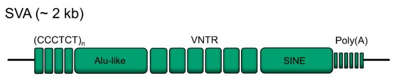 https://cdn.ncbi.nlm.nih.gov/pmc/blobs/7a7f/6928650/ef65dd559b75/ijms-20-05977-g001.jpg