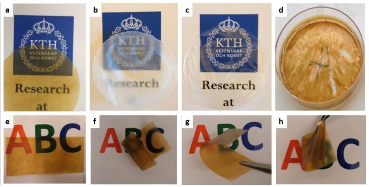 https://cdn.ncbi.nlm.nih.gov/pmc/blobs/7a83/8706025/fea9e624d753/polymers-13-04346-g003.jpg