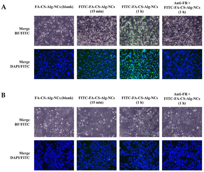https://cdn.ncbi.nlm.nih.gov/pmc/blobs/7a87/9862360/26cc5b64a88d/pharmaceutics-15-00110-g007.jpg