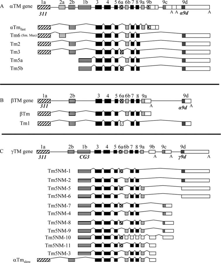 https://cdn.ncbi.nlm.nih.gov/pmc/blobs/7a8c/2172434/fc94996e6281/200406181f1.jpg