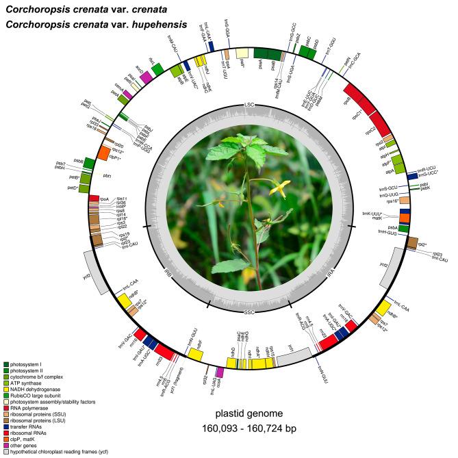 https://cdn.ncbi.nlm.nih.gov/pmc/blobs/7a92/11391762/748a5790211c/12864_2024_10725_Fig1_HTML.jpg